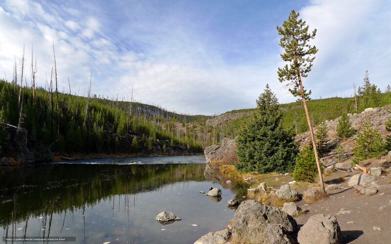 Forest lake with dead trees