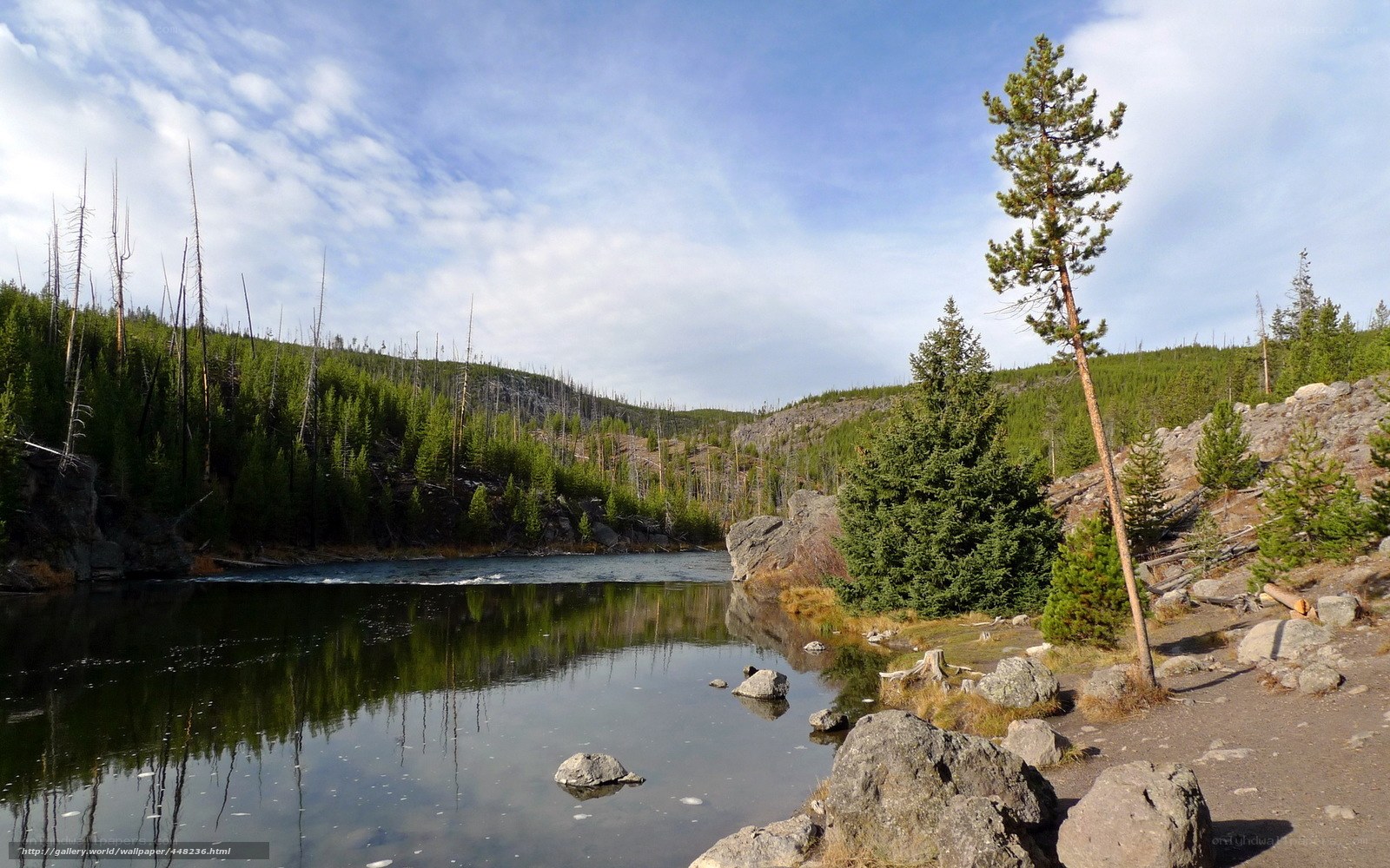 Forest lake with dead trees