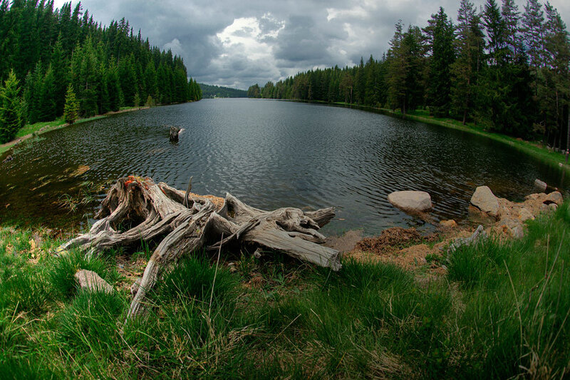 Forest lake with driftwood