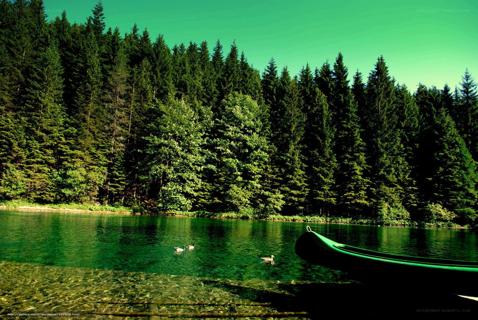 Forest lake with ducks and canoe