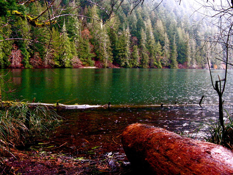 Forest lake with fallen log