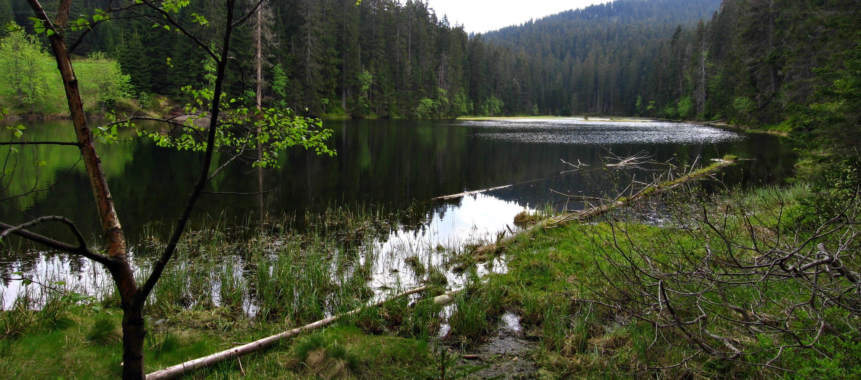 Forest lake with fallen tree
