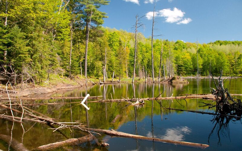 Forest Lake with Fallen Trees