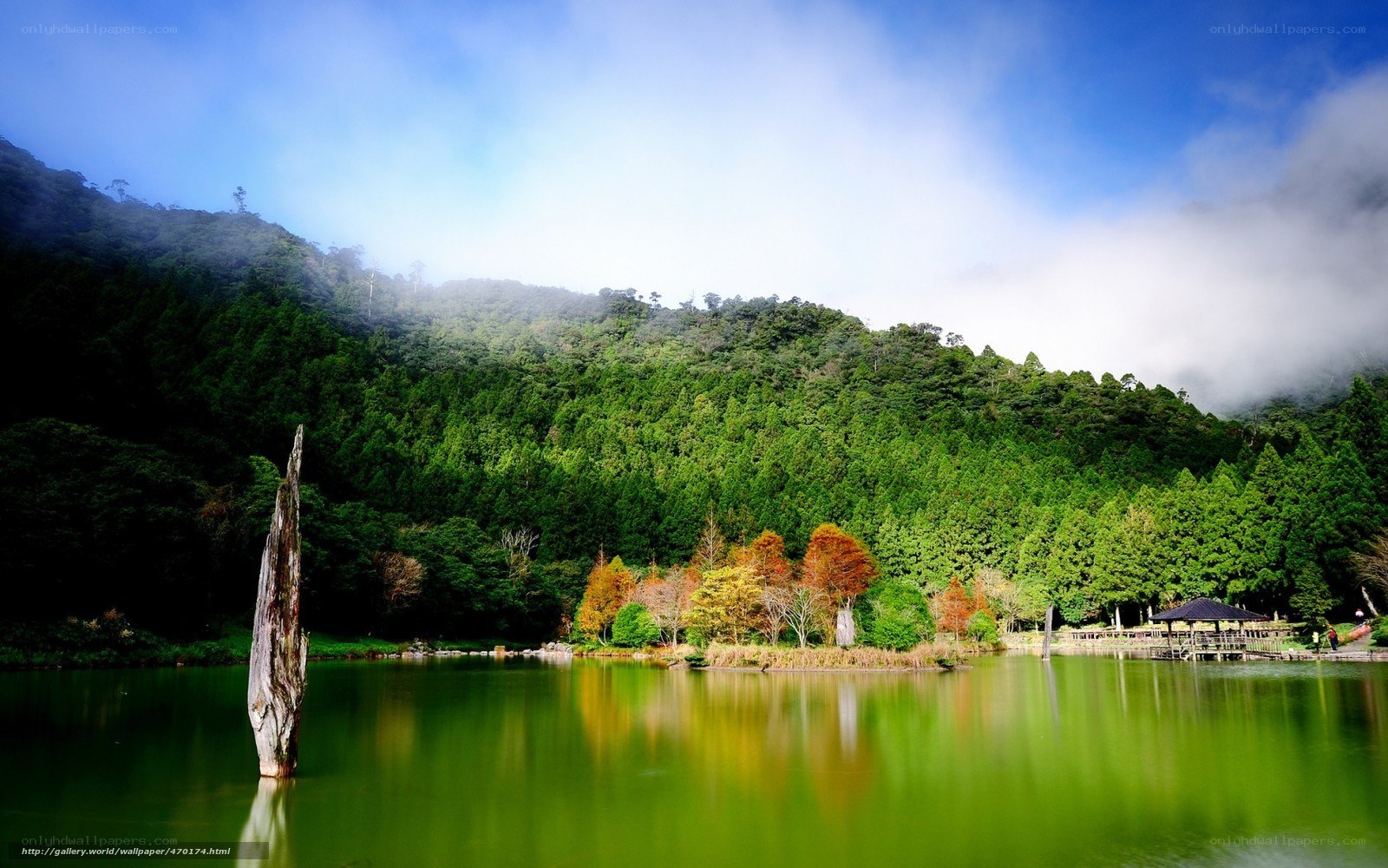 Forest lake with fog and trees