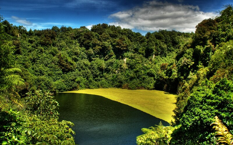 Forest lake with green algae