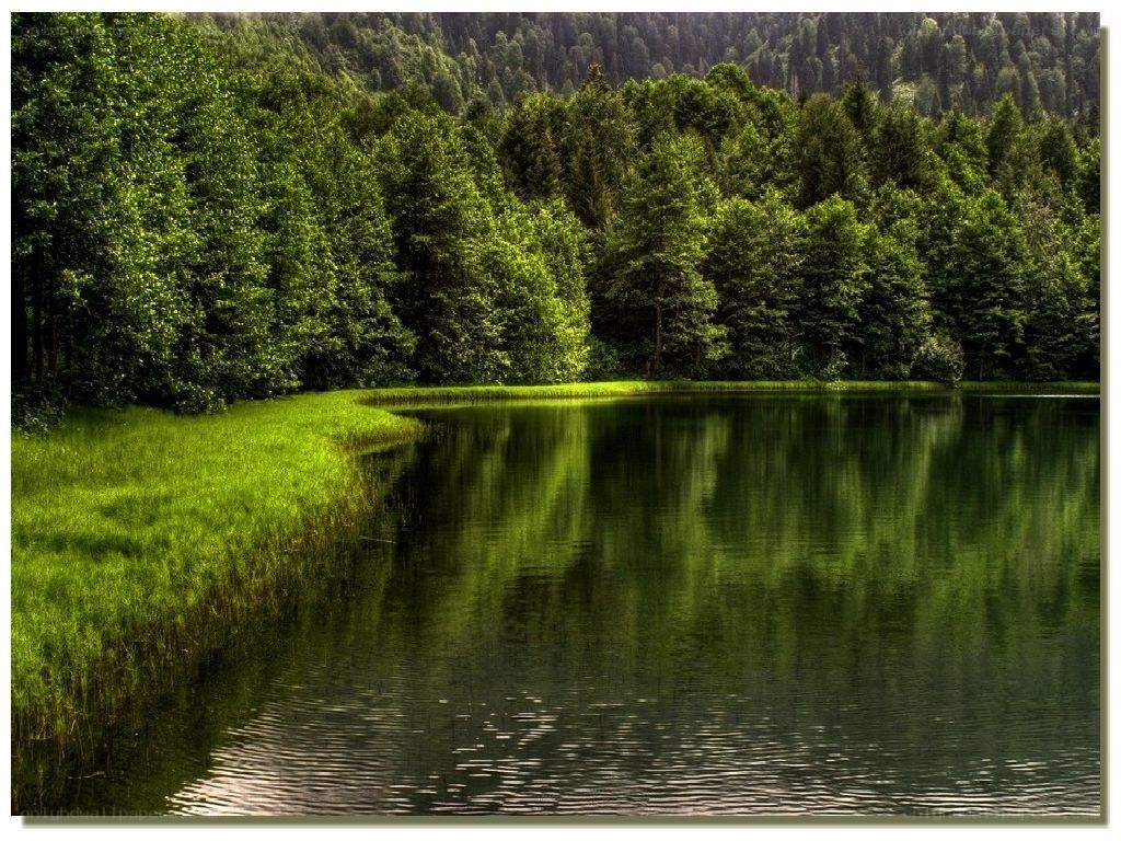 Forest lake with green reflections