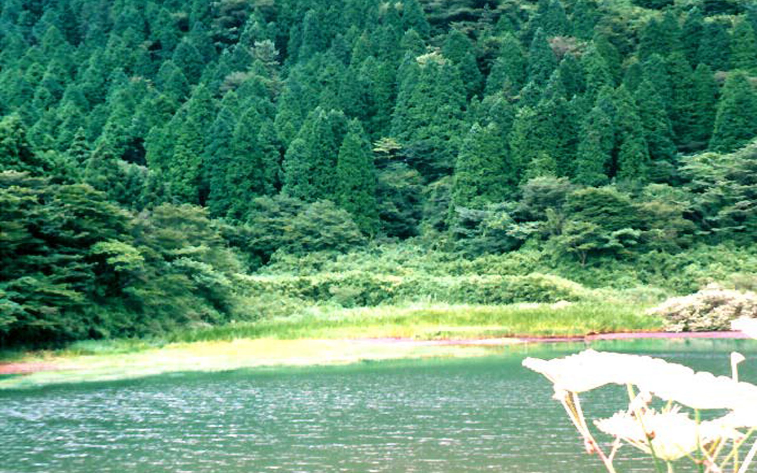 Forest lake with green trees