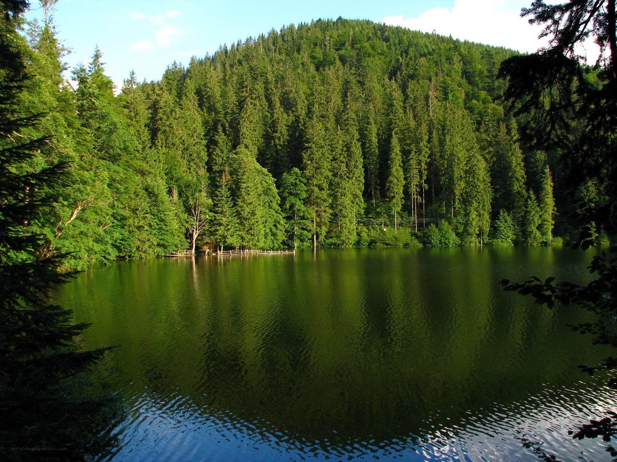 Forest lake with green trees