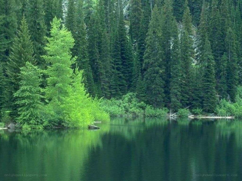 Forest lake with green trees