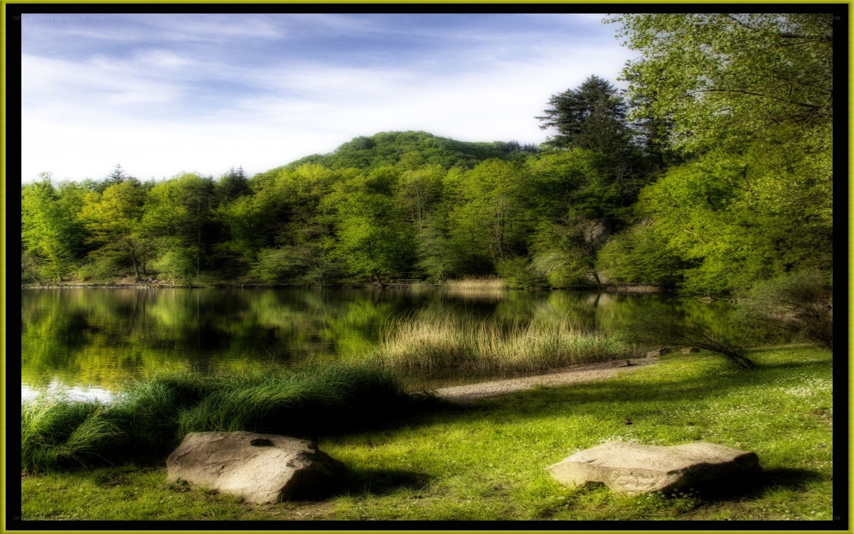 Forest lake with green trees
