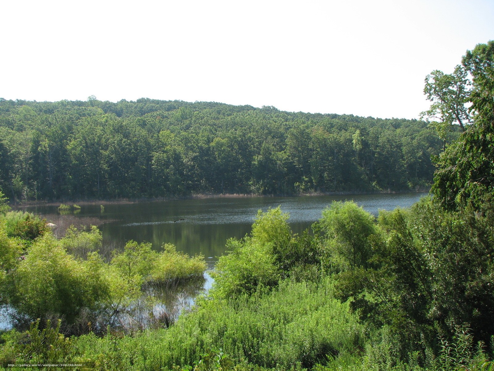 Forest lake with green trees