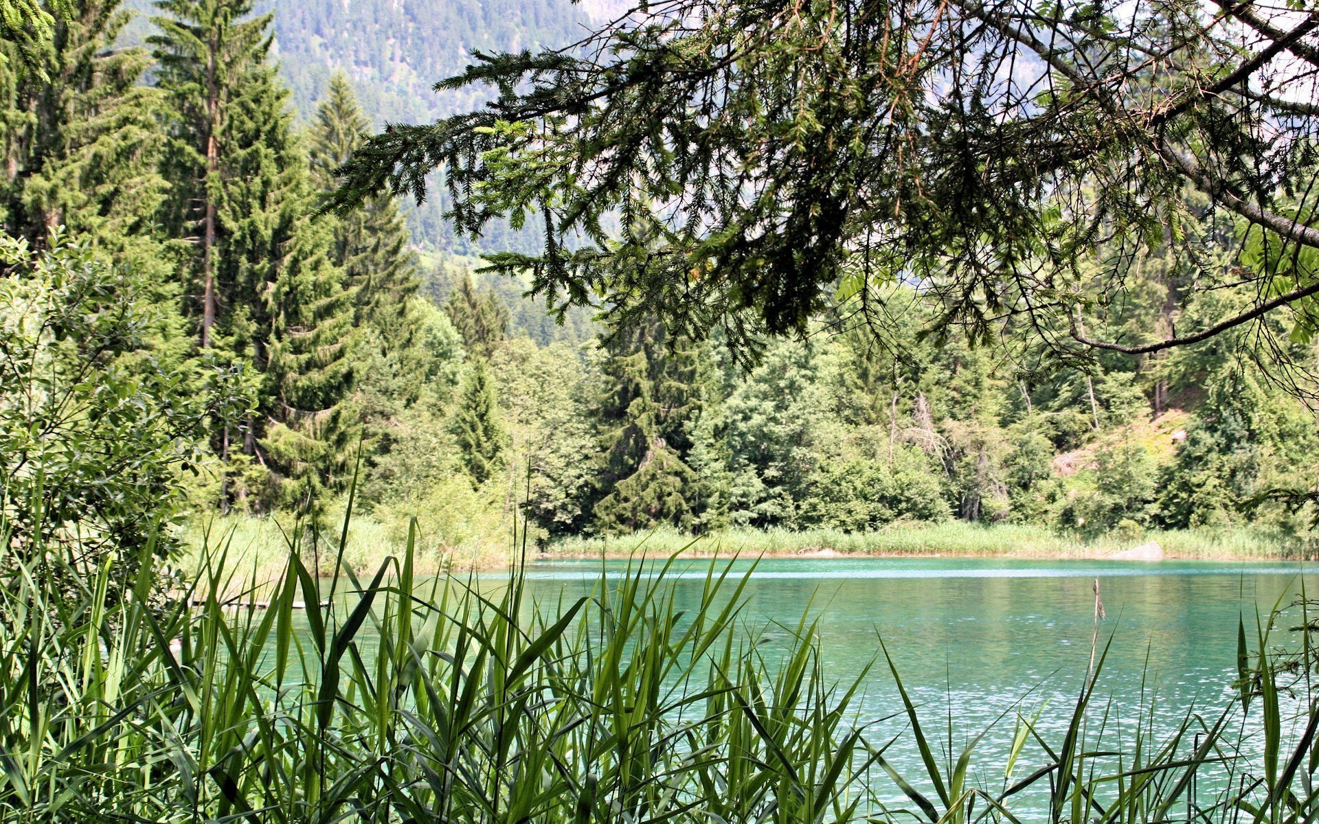 Forest lake with green water