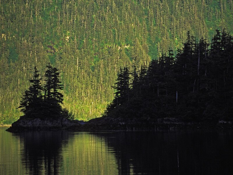 Forest lake with island reflection