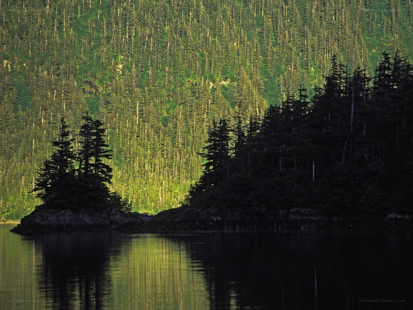 Forest lake with island reflection