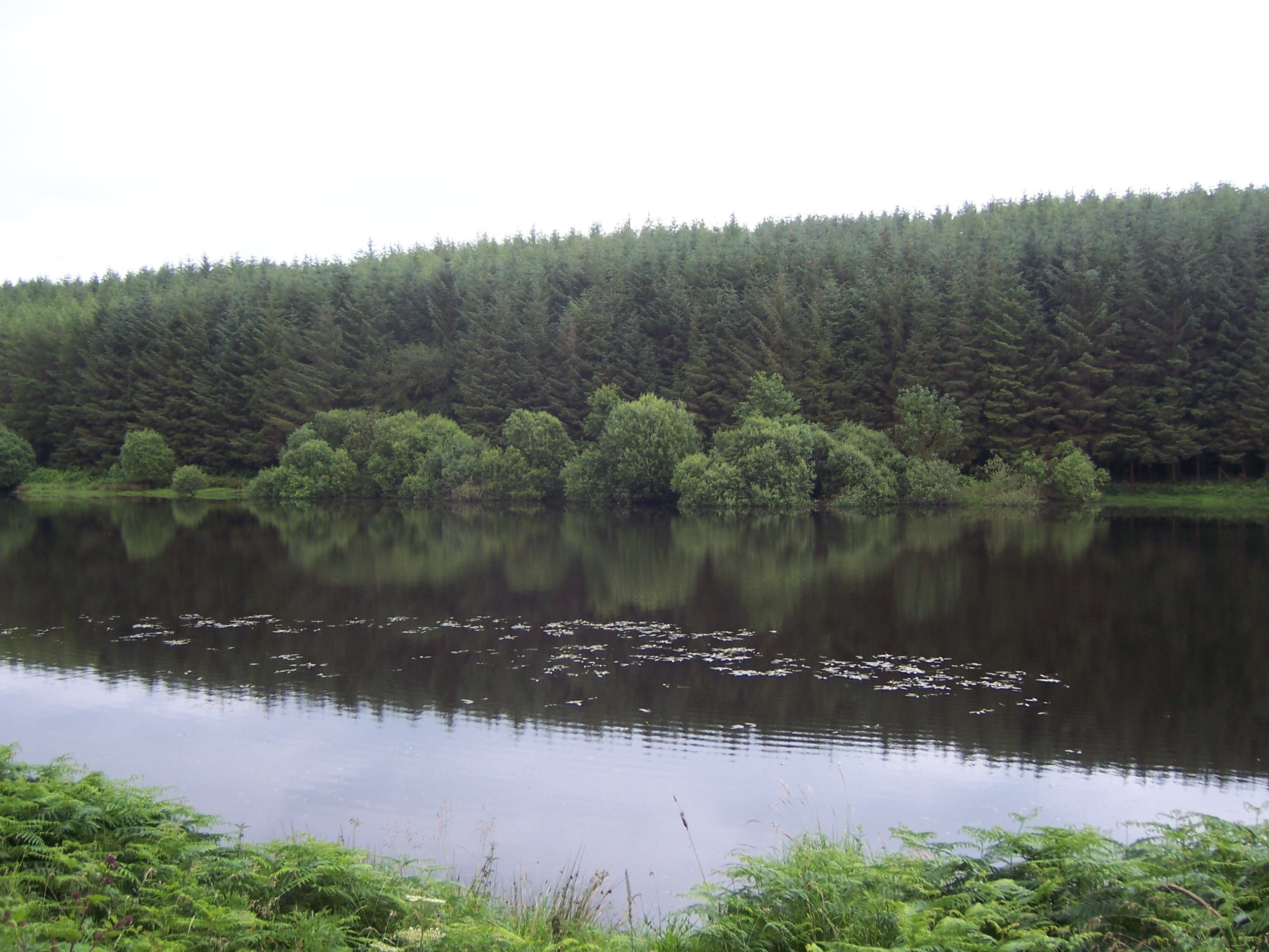 Forest lake with lily pads