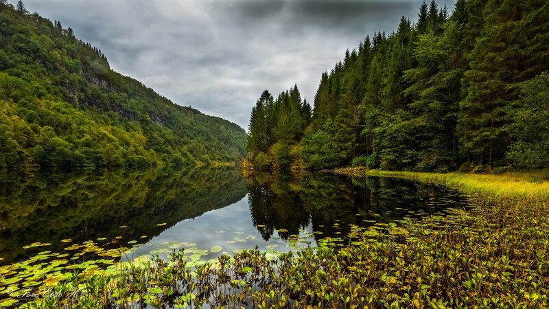 Forest Lake with Lily Pads — Green