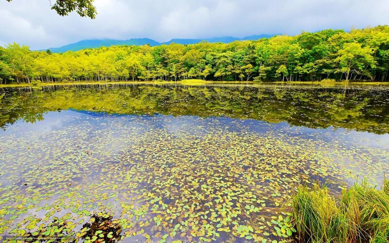 Forest lake with lily pads