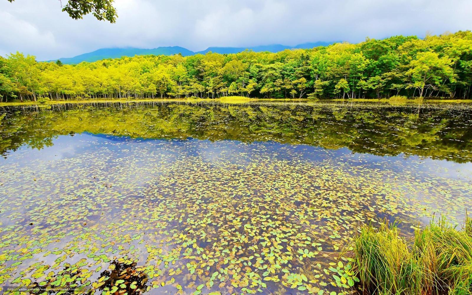 Forest lake with lily pads