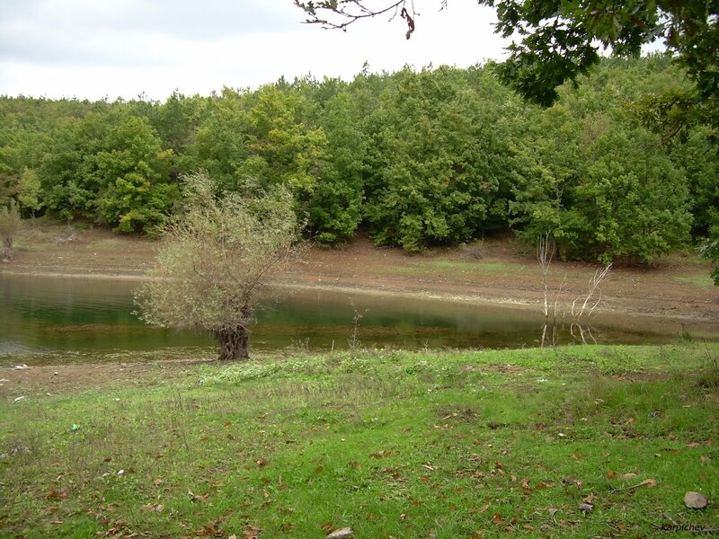 Forest lake with lone tree