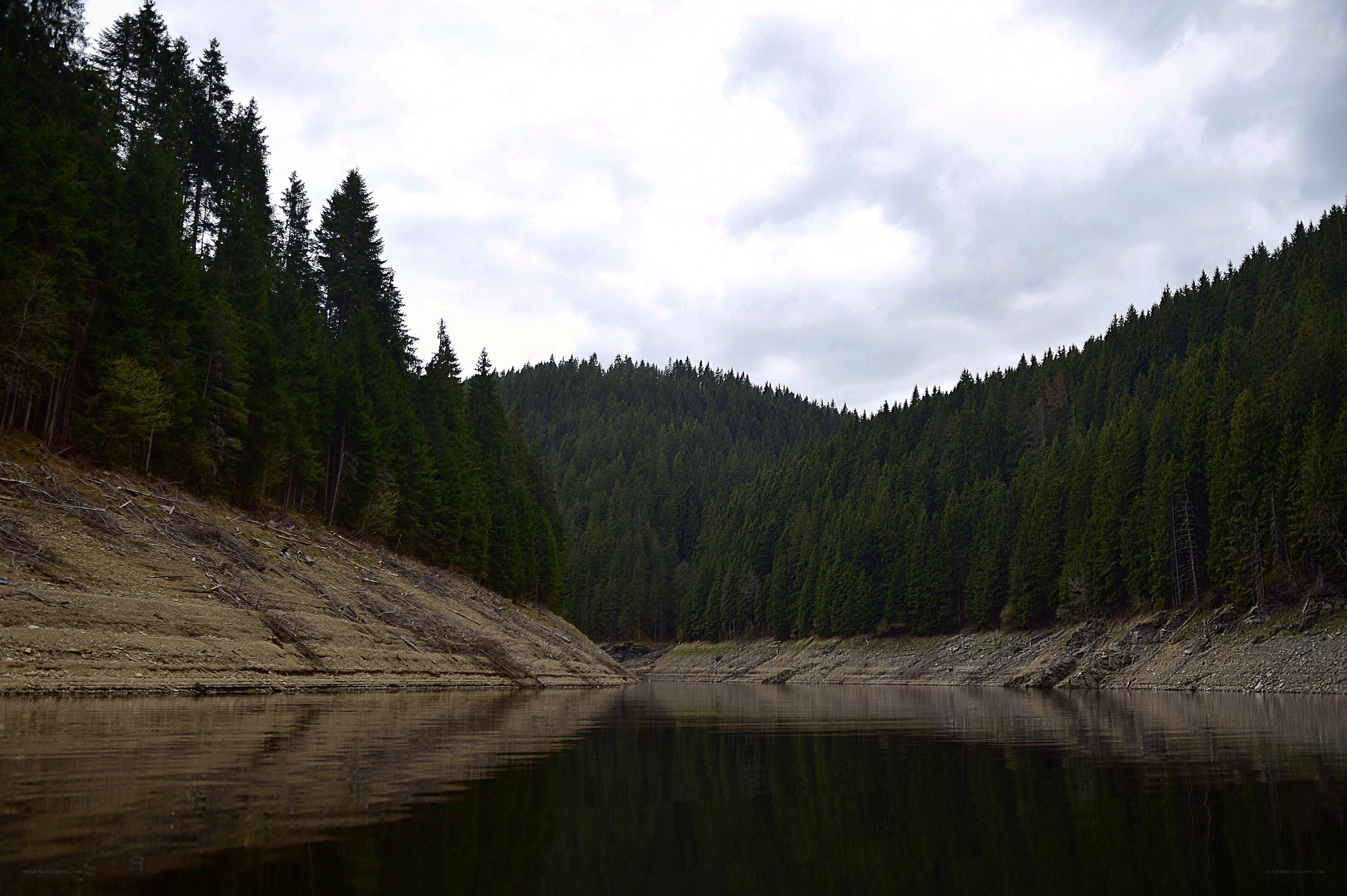 Forest lake with low water level