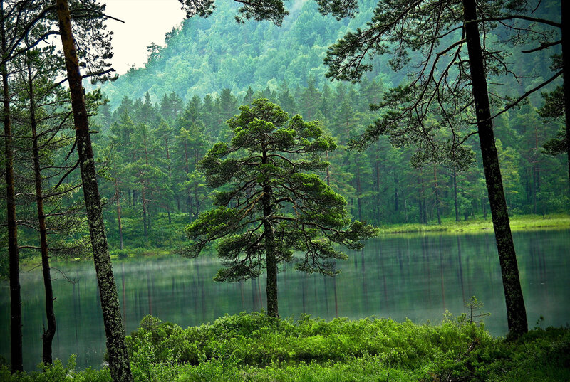Forest lake with misty reflection