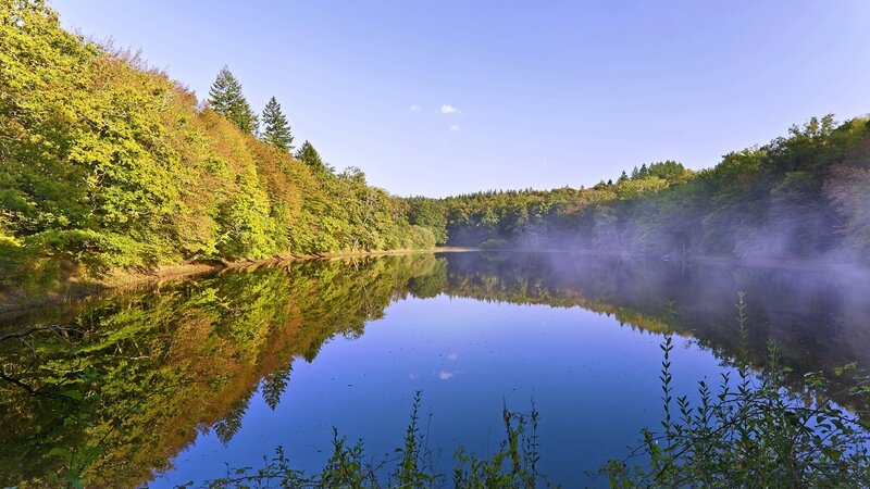 Forest lake with misty reflection