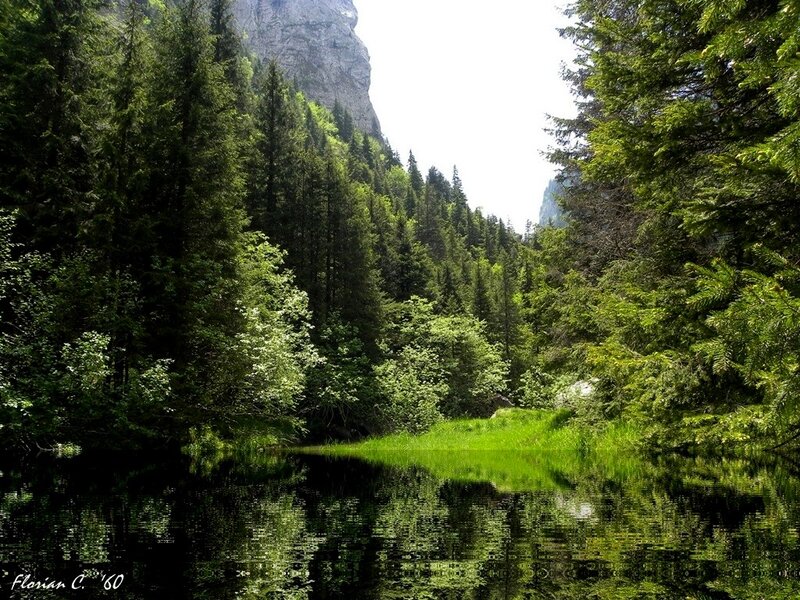 Forest lake with mountain reflection