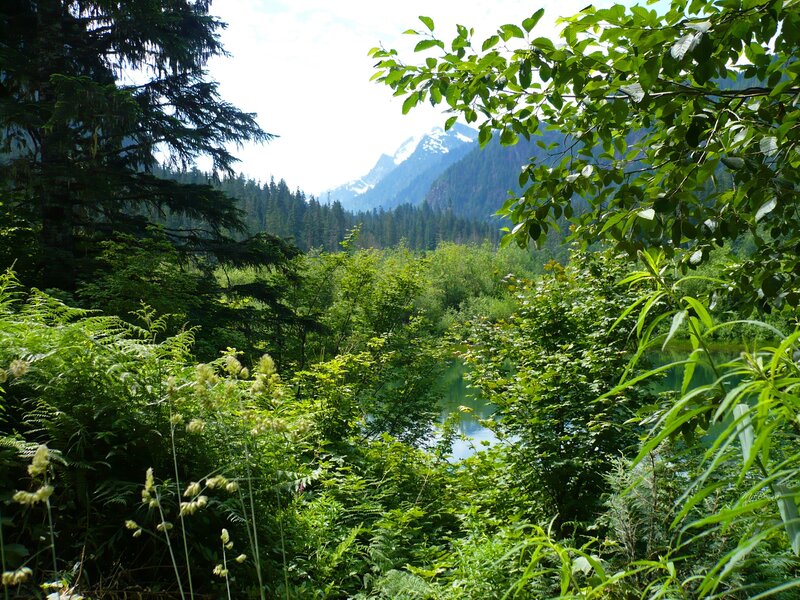 Forest lake with mountain view