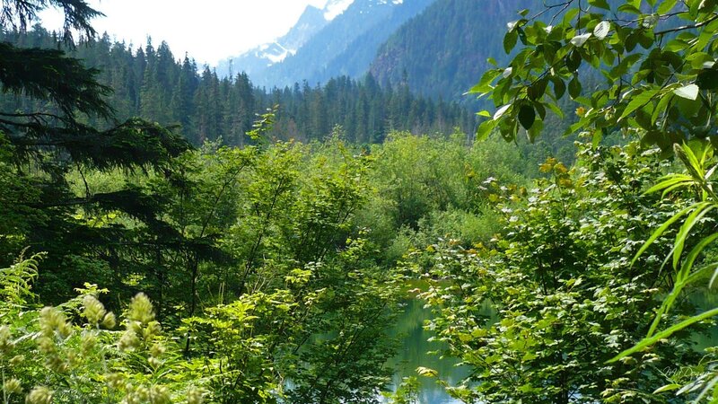 Forest lake with mountain view