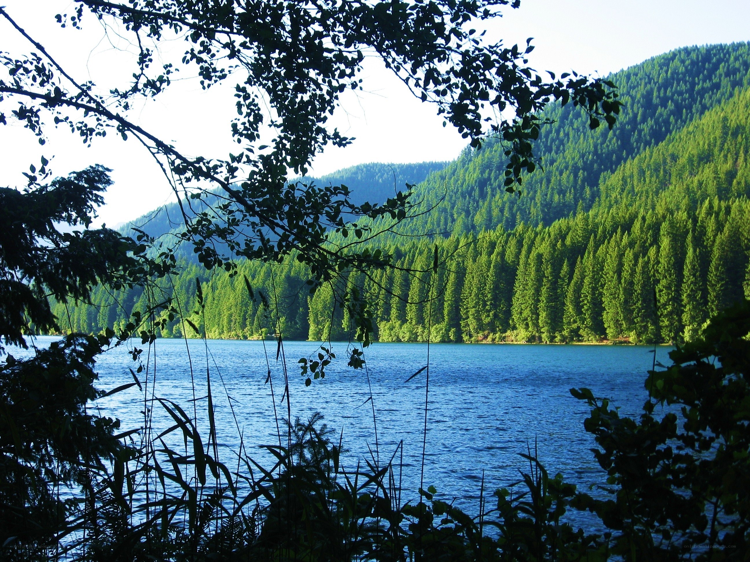 Forest lake with mountain view