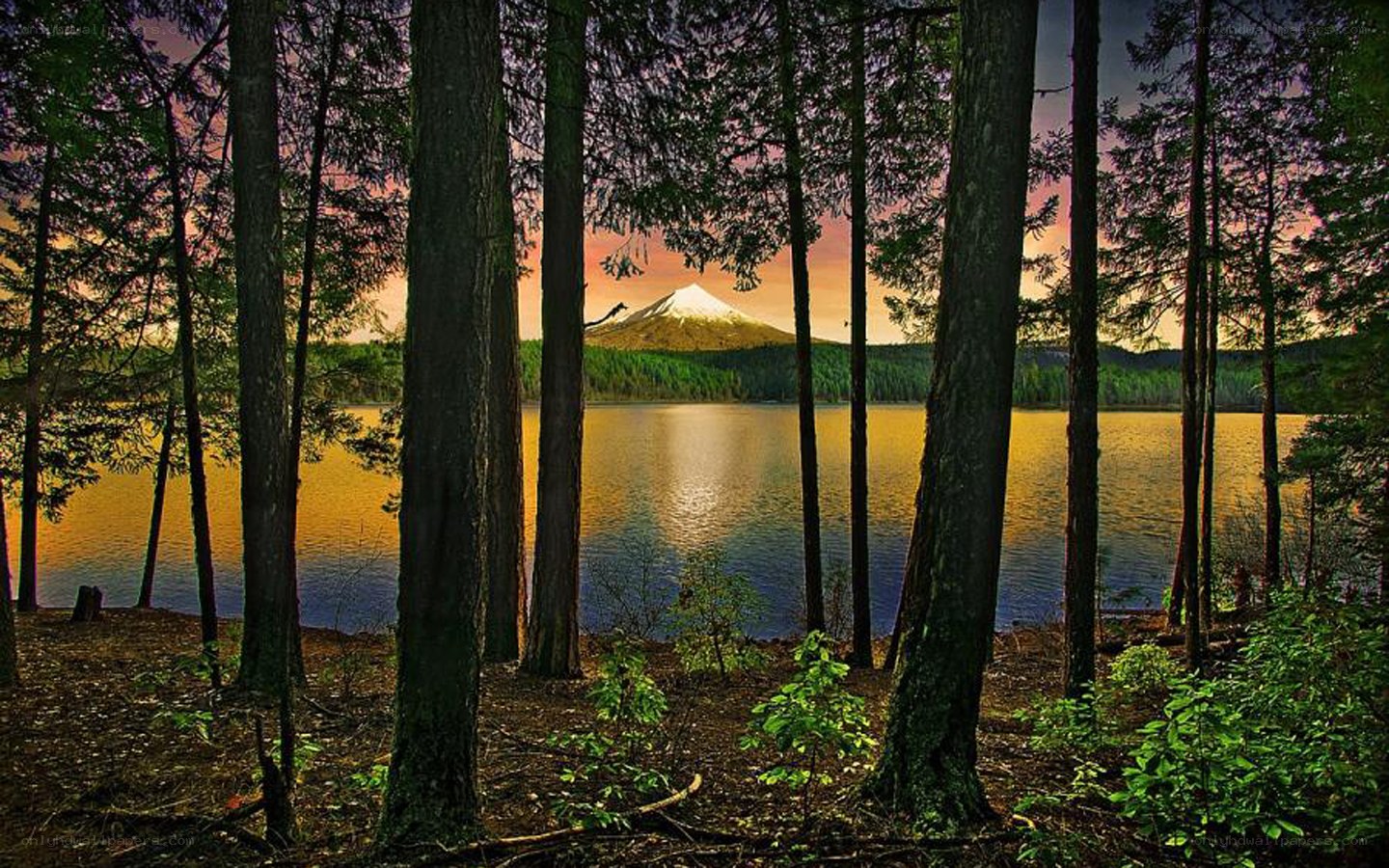 Forest lake with mountain view