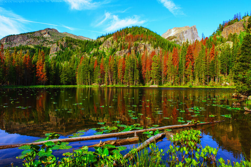 Forest Lake with Mountains — Green, Serene, Afternoon