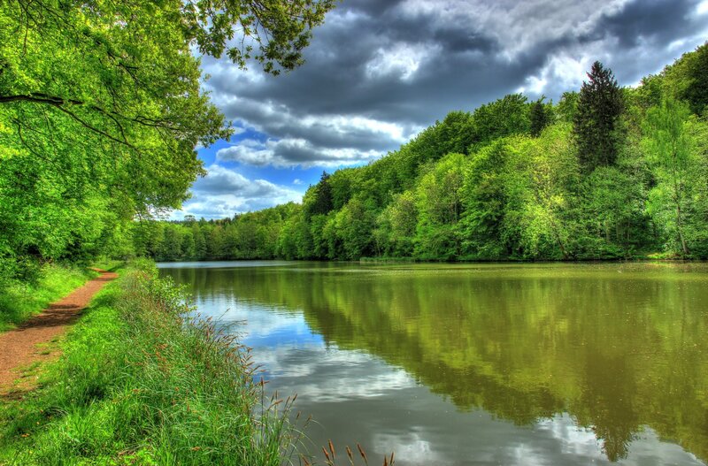 Forest Lake with Path — Green, Dramatic
