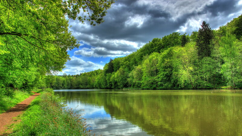Forest Lake with Path — Green