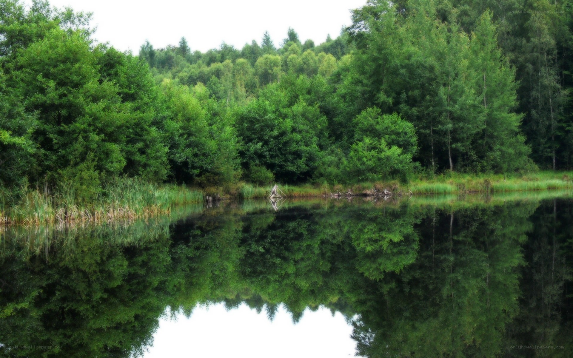 Forest lake with perfect reflection