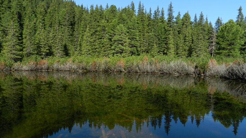 Forest lake with perfect reflection