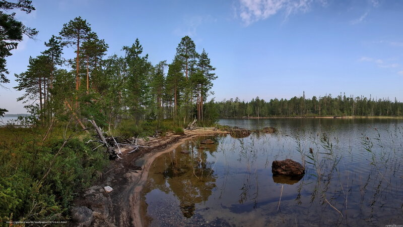 Forest lake with pine trees