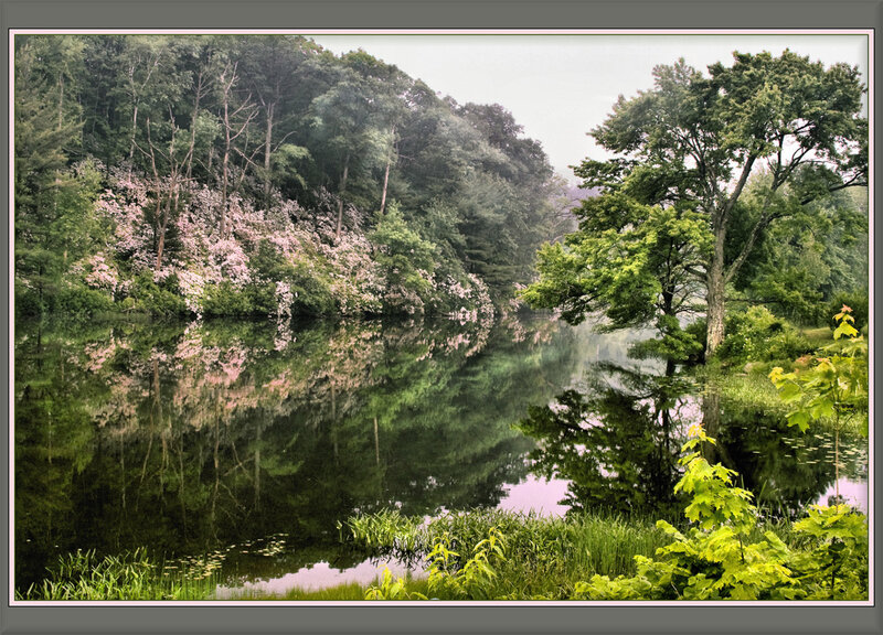 Forest lake with pink blossoms
