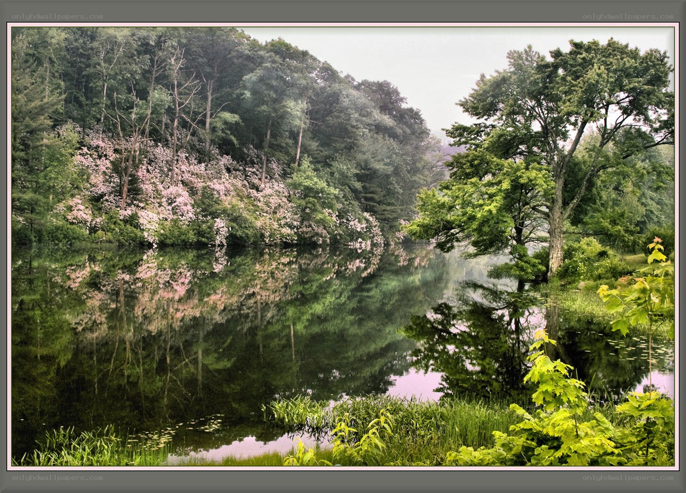 Forest lake with pink blossoms