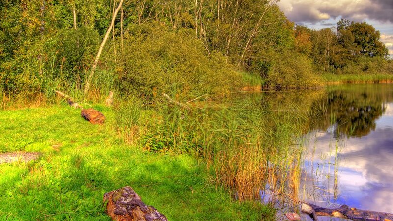 Forest lake with reeds and logs