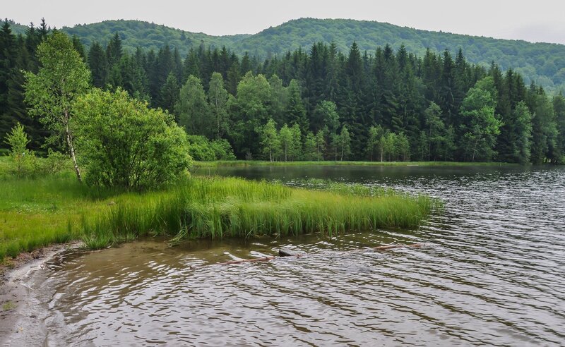 Forest Lake with Reeds — Green
