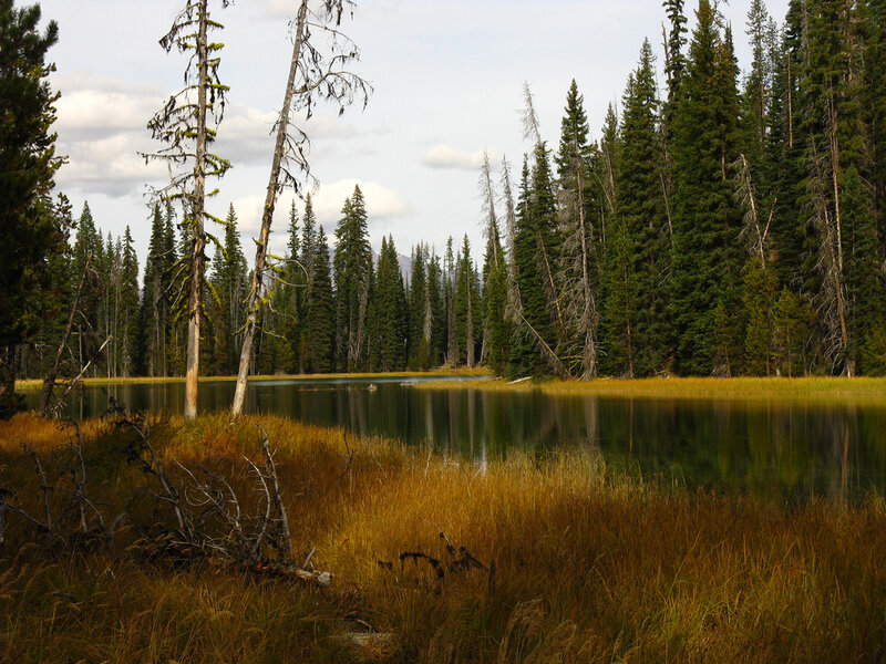 Forest Lake with Reeds