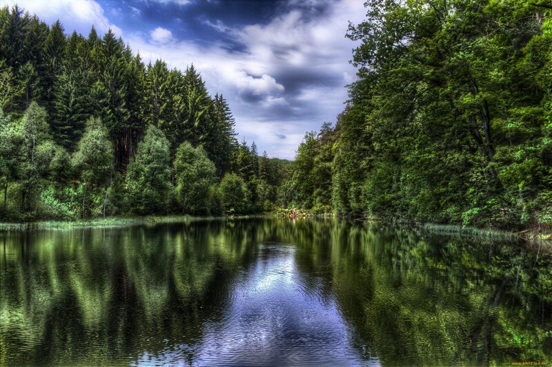 Forest lake with reflection