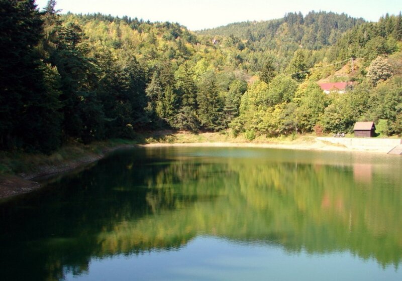 Forest lake with reflection