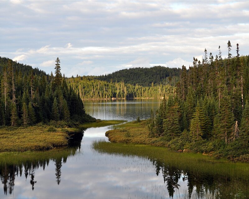 Forest Lake with Reflection — Green