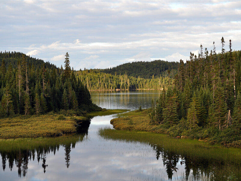 Forest lake with reflections