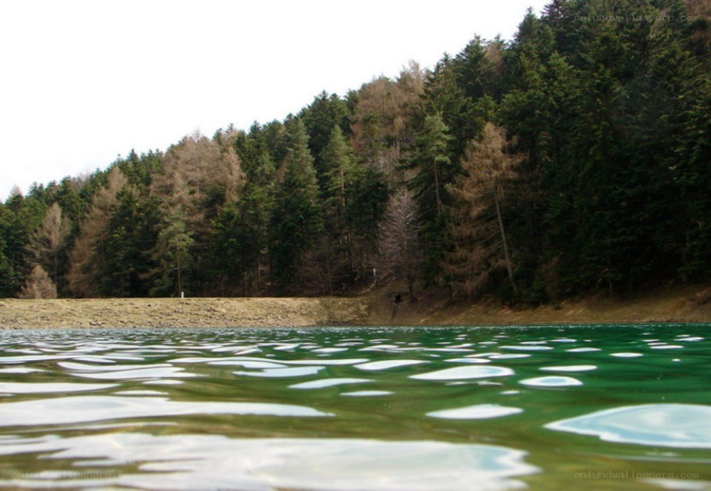 Forest lake with rippling water