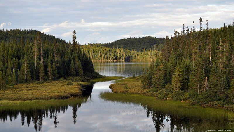 Forest Lake with River
