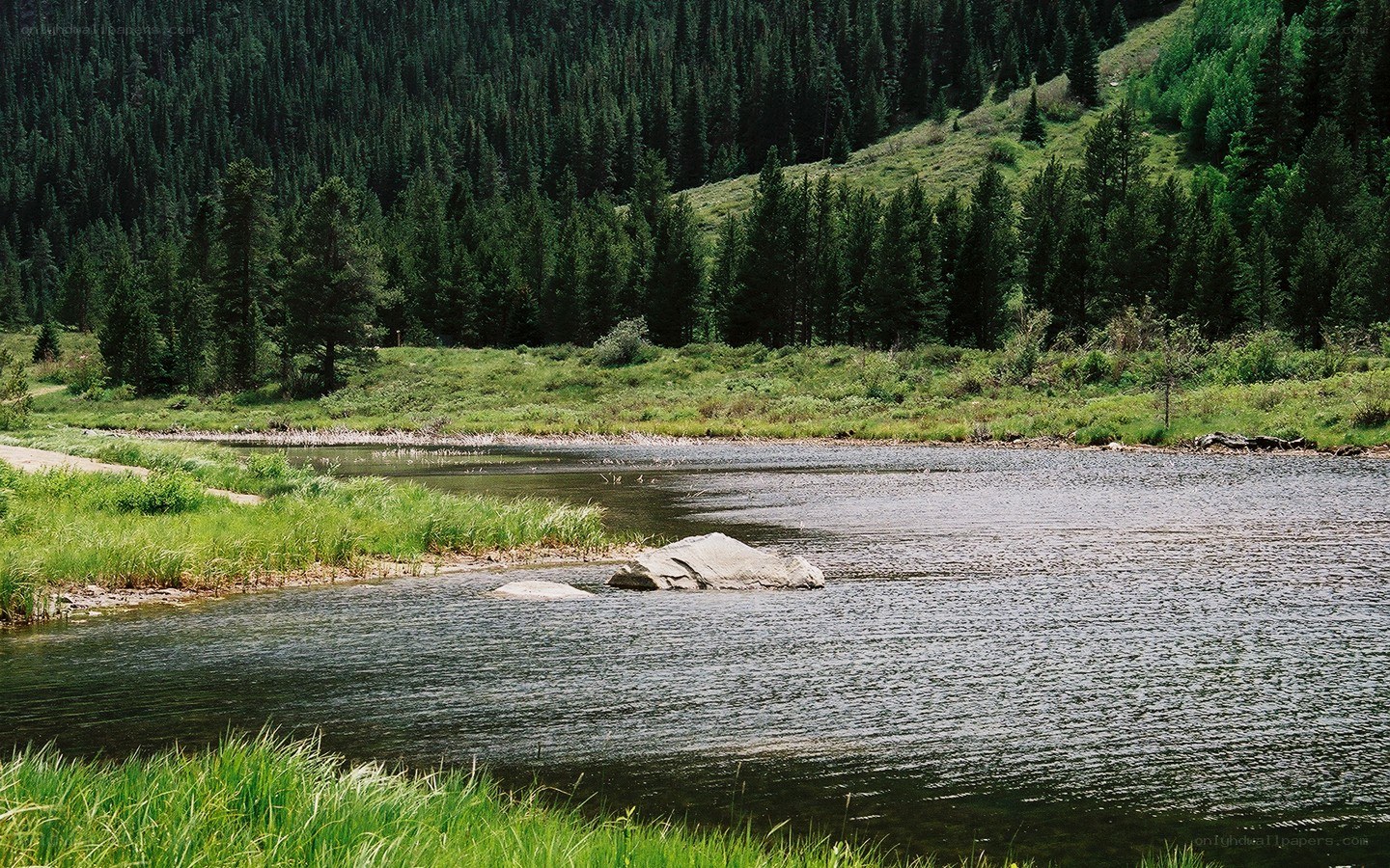 forest lake with rocks