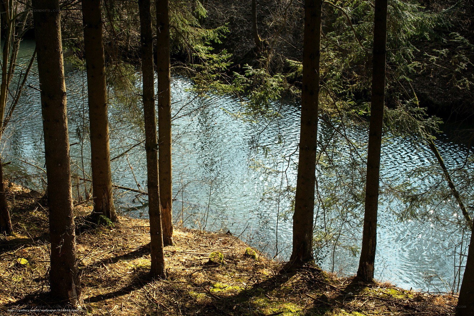 Forest lake with sunlight
